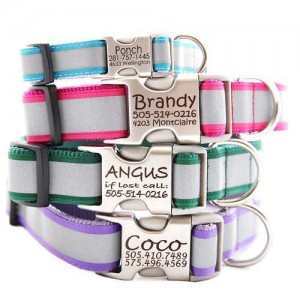 Choosing A Suitable Collar For Your Dog